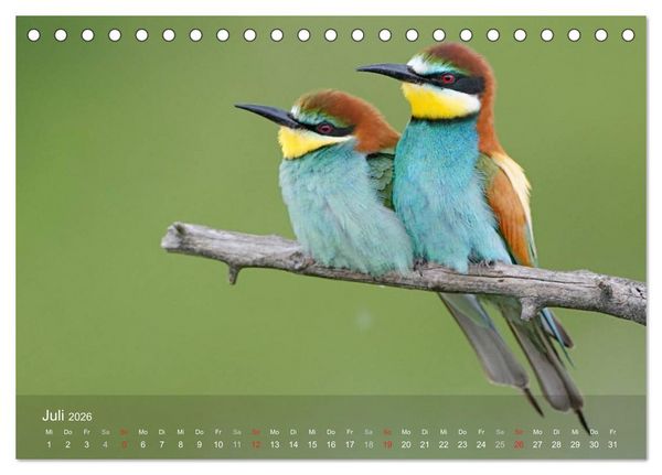 Produktbild: Europ&auml;ische Bienenfresser (Tischkalender 2026 DIN A5 quer), CALVENDO Monatskalender