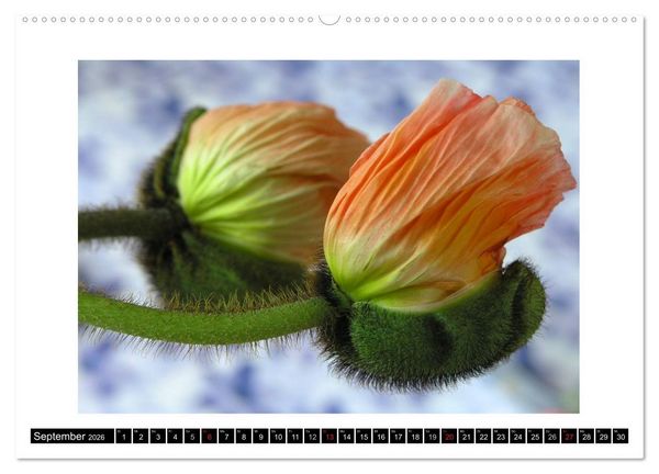 Produktbild: Mohn im Portr&auml;t (Wandkalender 2026 DIN A2 quer), CALVENDO Monatskalender