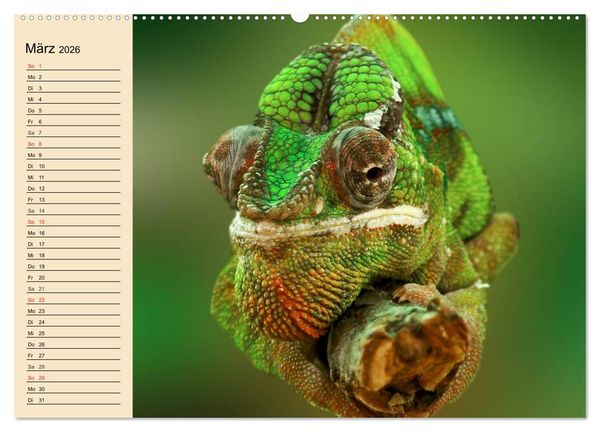 Produktbild: Reptilien. Schlangen, Echsen und Co. (hochwertiger Premium Wandkalender 2026 DIN A2 quer), Kunstdruck in Hochglanz