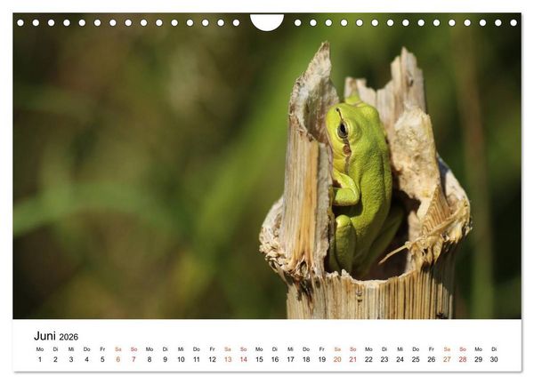 Produktbild: Besucher im Garten - Laubfr&ouml;sche (Wandkalender 2026 DIN A4 quer), CALVENDO Monatskalender