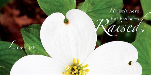 Produktbild: Raised Easter Dogwood Offering Envelope 2013 (Package of 50)