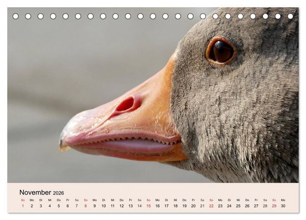 Produktbild: G&auml;nse. Von wegen dumme Gans! (Tischkalender 2026 DIN A5 quer), CALVENDO Monatskalender