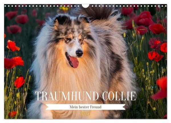 Produktbild: Traumhund Collie - Mein bester Freund (Wandkalender 2027 DIN A3 quer), CALVENDO Monatskalender