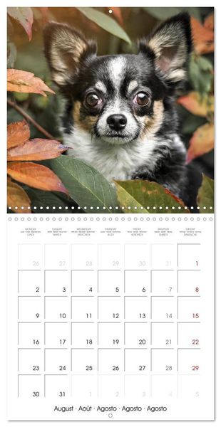 Produktbild: Chihuahuas - Companions for the Whole Year (Wall Calendar 2027 12 &times; 12 Inch) CALVENDO 12 Month Wall Calendar