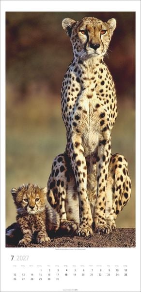 Produktbild: Big Cats Kalender 2027
