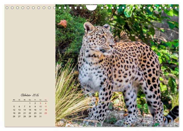Produktbild: Leoparden. Geschmeidig, kr&auml;ftig und klug (Wandkalender 2026 DIN A4 quer), CALVENDO Monatskalender