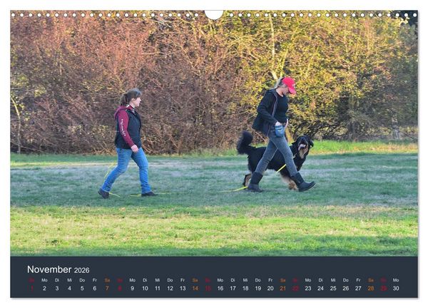 Produktbild: Ein Hovawart, ein Wachhund (Wandkalender 2026 DIN A3 quer), CALVENDO Monatskalender