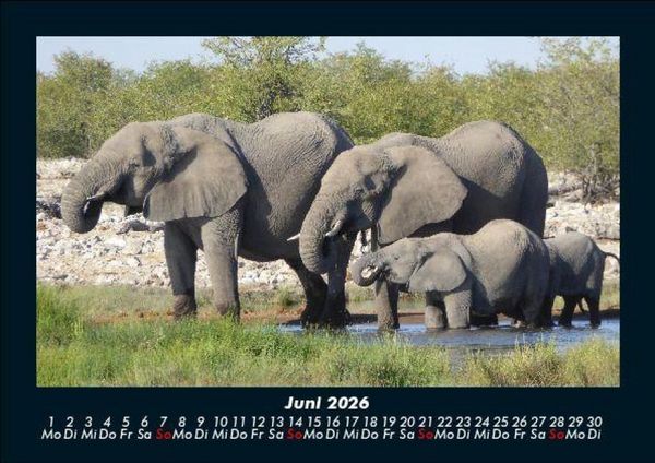 Produktbild: Elefanten - Die sanften Riesen Afrikas 2026 Fotokalender DIN A5