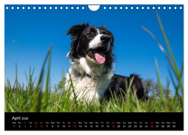 Produktbild: Beauty of a Border Collie (Wall Calendar 2026 DIN A4 landscape), CALVENDO 12 Month Wall Calendar