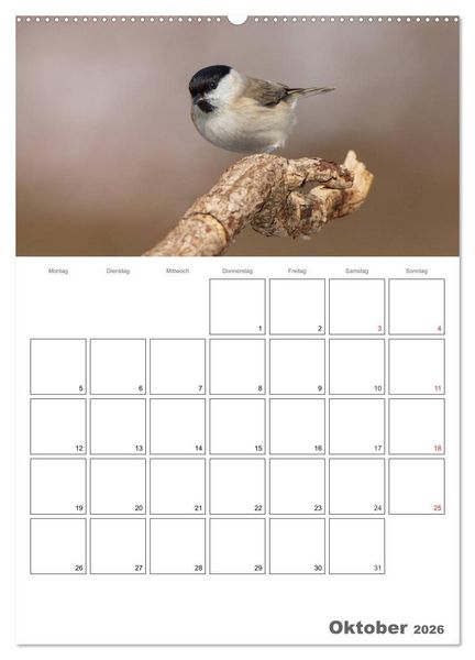 Produktbild: V&ouml;gel im heimischen Garten (hochwertiger Premium Wandkalender 2026 DIN A2 hoch), Kunstdruck in Hochglanz