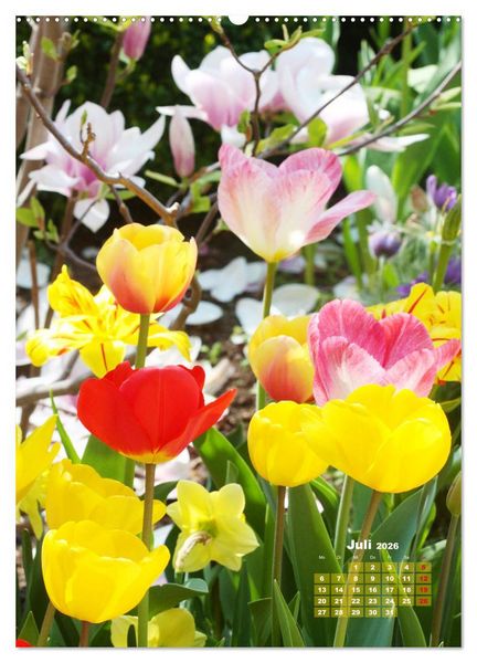 Produktbild: Ein buntes Tulpenjahr (Wandkalender 2026 DIN A2 hoch), CALVENDO Monatskalender