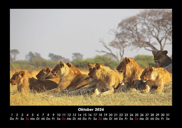 Produktbild: L&ouml;wen in der Wildnis 2026 Fotokalender DIN A3