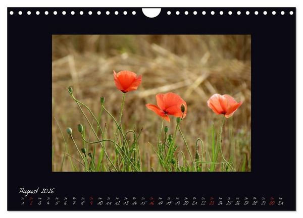 Produktbild: MOHNographie (Wandkalender 2026 DIN A4 quer), CALVENDO Monatskalender
