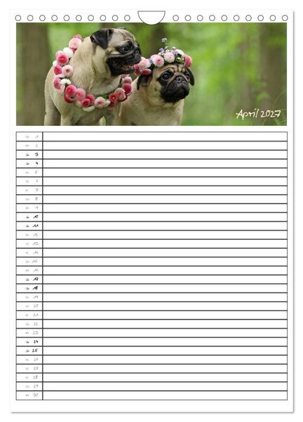 Produktbild: Der mopsige Familienplaner (Wandkalender 2027 DIN A4 hoch), CALVENDO Monatskalender