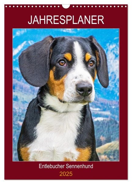 Jahresplaner Entlebucher Sennenhund (Wandkalender 2025 DIN A3 hoch), CALVENDO Monatskalender