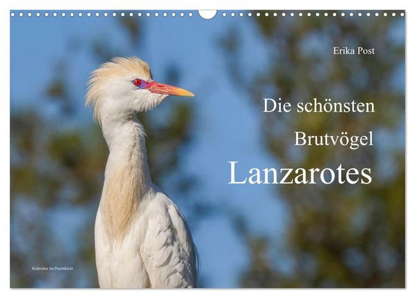 Produktbild: Die sch&ouml;nsten Brutv&ouml;gel Lanzarotes (Wandkalender 2027 DIN A3 quer), CALVENDO Monatskalender