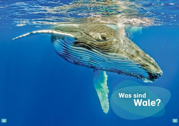 Produktbild: WAS IST WAS Erstes Lesen. Wale und Delfine