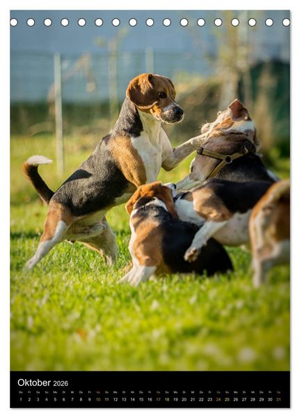 Produktbild: Beagle Action - Wilde Kuscheltiere (Tischkalender 2026 DIN A5 hoch), CALVENDO Monatskalender