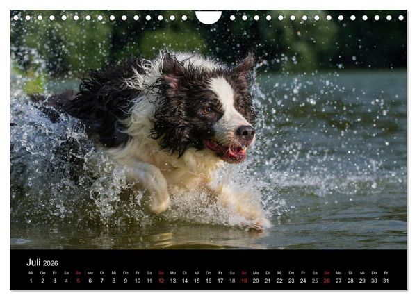 Produktbild: Border Collie 2026 (Wandkalender 2026 DIN A4 quer), CALVENDO Monatskalender