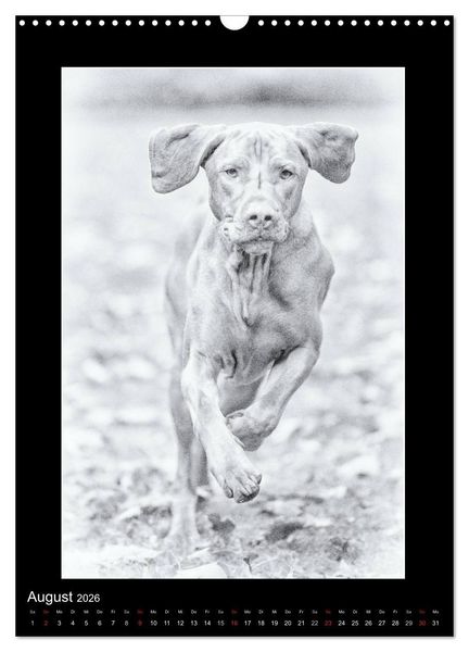 Produktbild: Vizsla-Liebe (Wandkalender 2026 DIN A3 hoch), CALVENDO Monatskalender