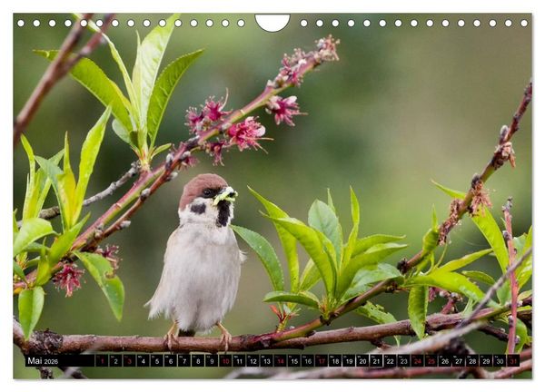Produktbild: Gartenv&ouml;gel (Wandkalender 2026 DIN A4 quer), CALVENDO Monatskalender