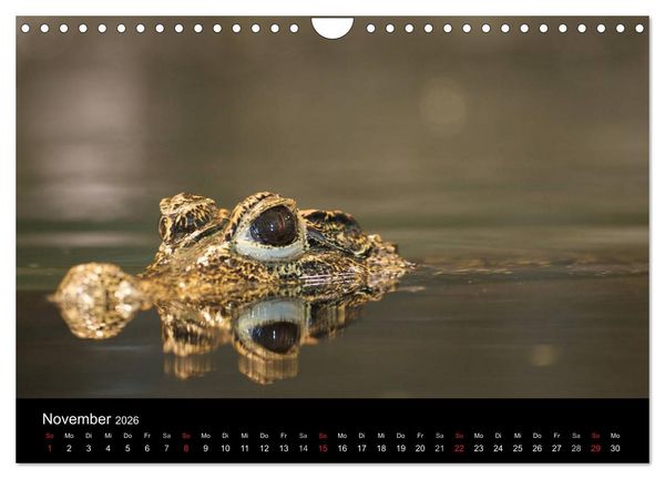 Produktbild: Reptilien & Co. (Wandkalender 2026 DIN A4 quer), CALVENDO Monatskalender
