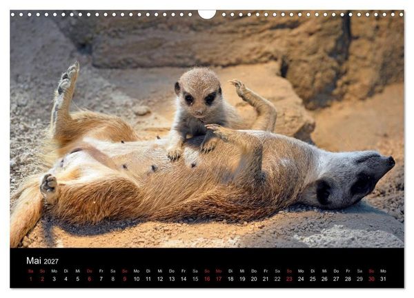 Produktbild: Lustige Erdm&auml;nnchen (Wandkalender 2027 DIN A3 quer), CALVENDO Monatskalender