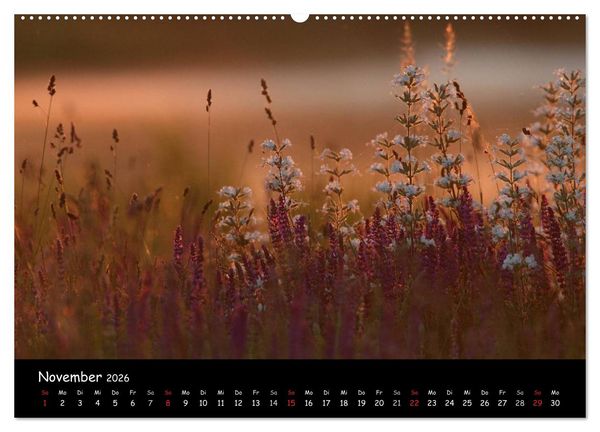 Produktbild: Naturjuwelen - Neusiedler See (hochwertiger Premium Wandkalender 2026 DIN A2 quer), Kunstdruck in Hochglanz