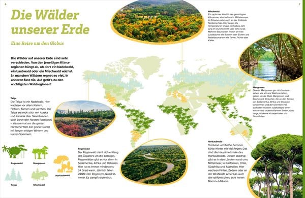 Produktbild: WAS IST WAS Der Wald. Zwischen Bl&auml;ttern und Zapfen