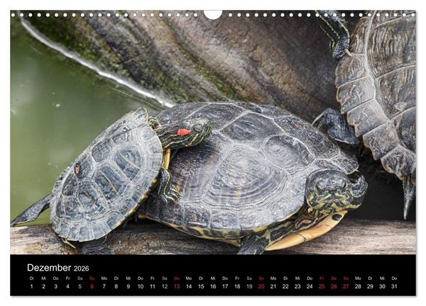Produktbild: Wasserschildkr&ouml;ten (Wandkalender 2026 DIN A3 quer), CALVENDO Monatskalender