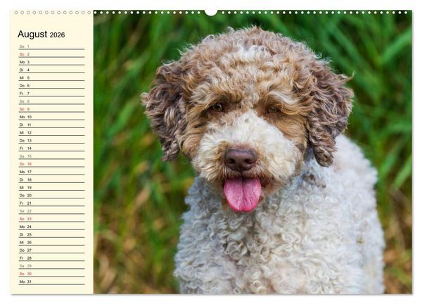 Produktbild: Lagotto Romagnolo - Italienischer Tr&uuml;ffelhund (Wandkalender 2026 DIN A2 quer), CALVENDO Monatskalender