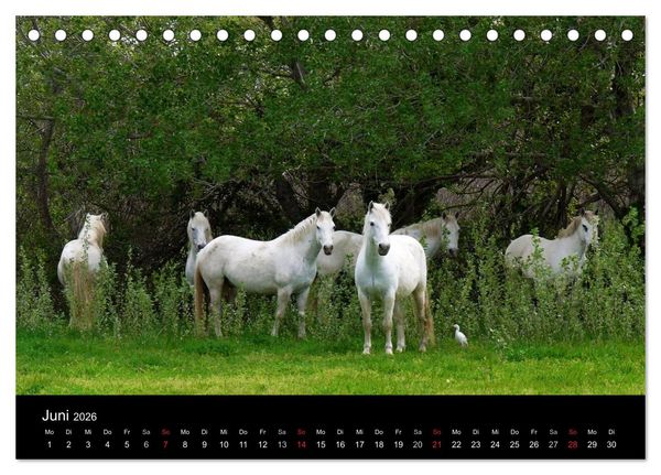 Produktbild: Faszination Pferde (Tischkalender 2026 DIN A5 quer), CALVENDO Monatskalender