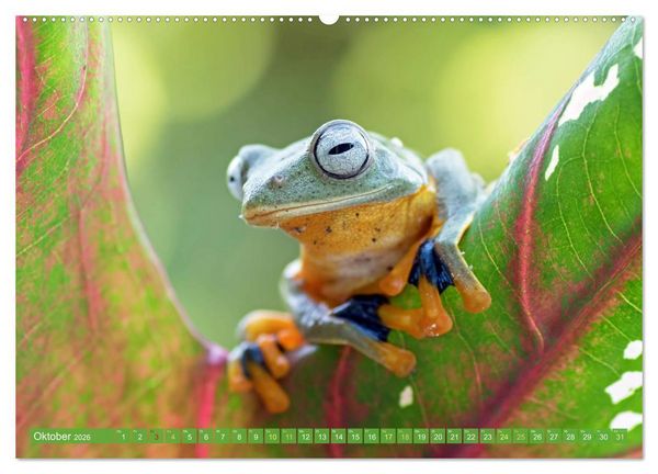 Produktbild: Leben im Dschungel: Der Regenwald ist ein Paradies f&uuml;r Tiere (hochwertiger Premium Wandkalender 2026 DIN A2 quer), Kunstdruck in Hochglanz