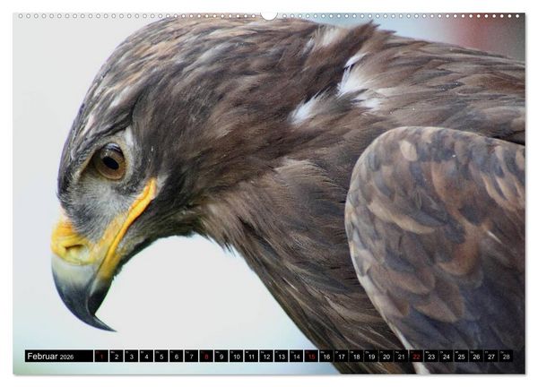 Produktbild: Adler und Greife - K&ouml;nige des Himmels (hochwertiger Premium Wandkalender 2026 DIN A2 quer), Kunstdruck in Hochglanz