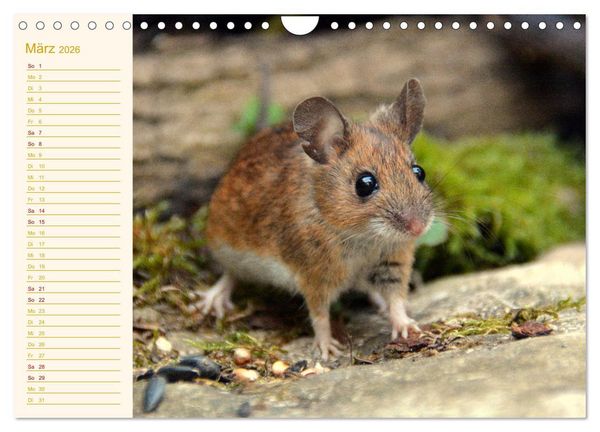 Produktbild: Gr&uuml;sse von der Maus! (Wandkalender 2026 DIN A4 quer), CALVENDO Monatskalender