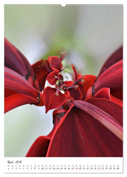 Produktbild: Durchschnittlich - Verzauberte Flora (Wandkalender 2026 DIN A2 hoch), CALVENDO Monatskalender