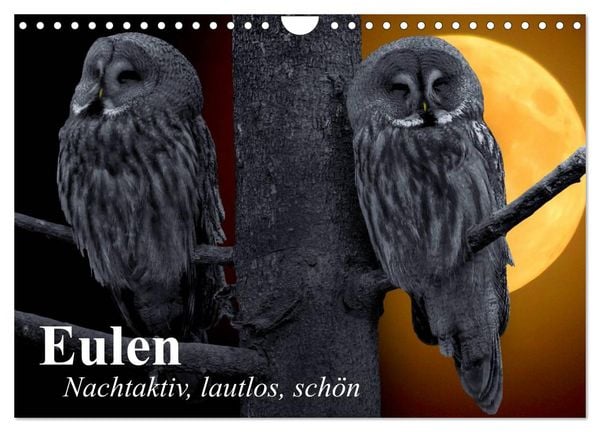 Produktbild: Eulen. Nachtaktiv, lautlos, sch&ouml;n (Wandkalender 2026 DIN A4 quer), CALVENDO Monatskalender