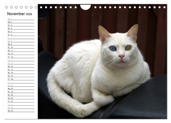 Produktbild: Katzensprung (Wandkalender 2026 DIN A4 quer), CALVENDO Monatskalender