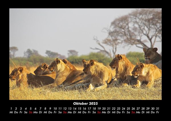 Produktbild: L&ouml;wen in der Wildnis 2025 Fotokalender DIN A3
