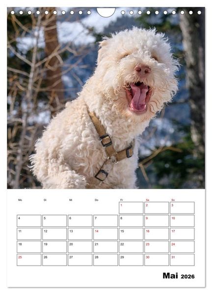 Produktbild: Lagotto Romagnolo - Lustige Zwerge (Wandkalender 2026 DIN A4 hoch), CALVENDO Monatskalender