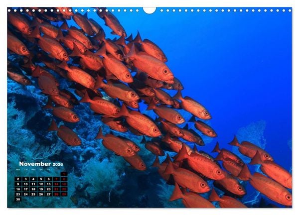 Produktbild: Magical Underwater World (Wall Calendar 2026 DIN A3 landscape), CALVENDO 12 Month Wall Calendar