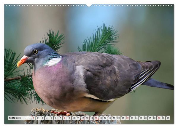 Produktbild: Wer gurrt denn da? (Wandkalender 2026 DIN A2 quer), CALVENDO Monatskalender