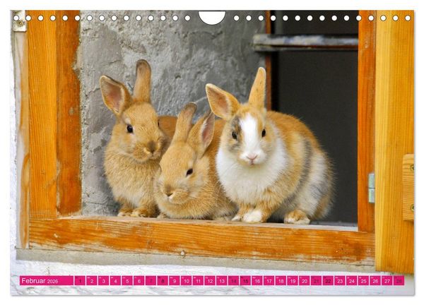 Produktbild: Kaninchen. Putzig, flauschig und geliebt (Wandkalender 2026 DIN A4 quer), CALVENDO Monatskalender