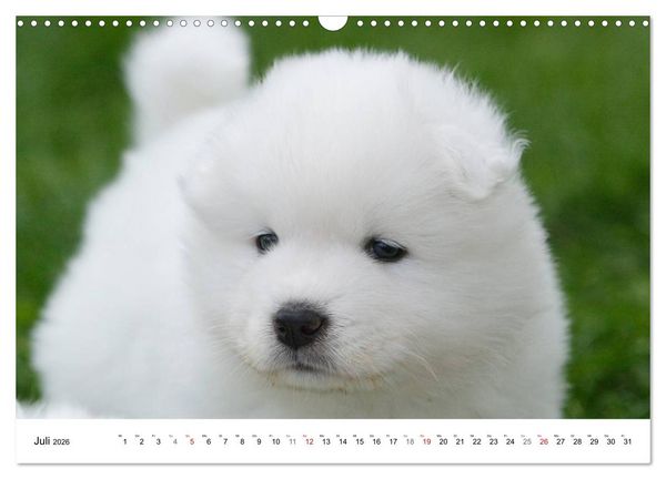 Produktbild: Samojeden Welpen (Wandkalender 2026 DIN A3 quer), CALVENDO Monatskalender