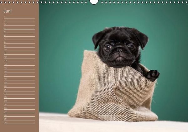 Produktbild: Ein Mops f&uuml;rs Herz (Wandkalender immerw&auml;hrend DIN A3 quer)