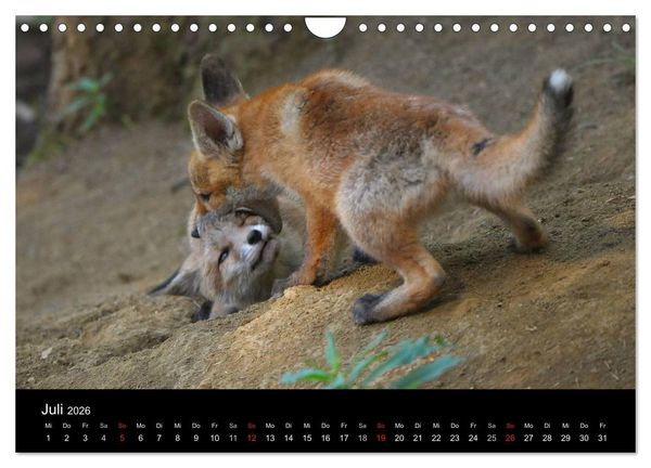 Produktbild: Ein Blick in Reinekes Kinderstube (Wandkalender 2026 DIN A4 quer), CALVENDO Monatskalender