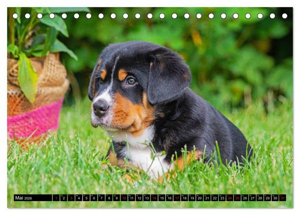 Produktbild: Ein Hund zum Verlieben - Gro&szlig;er Schweizer Sennenhund (Tischkalender 2026 DIN A5 quer), CALVENDO Monatskalender