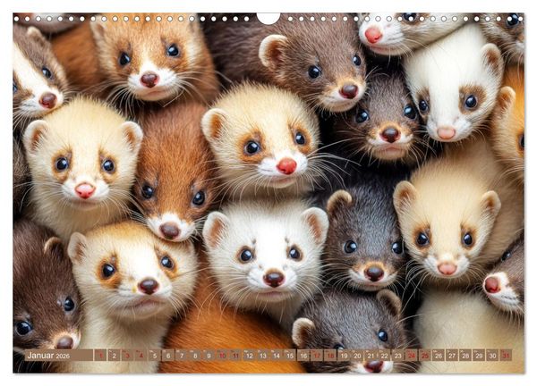 Produktbild: Kuschelblicke (Wandkalender 2026 DIN A3 quer), CALVENDO Monatskalender