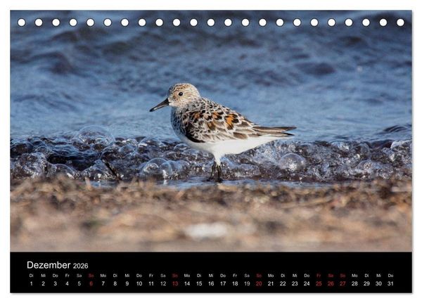 Produktbild: Limikolen Watv&ouml;gel auf dem Zug (Tischkalender 2026 DIN A5 quer), CALVENDO Monatskalender