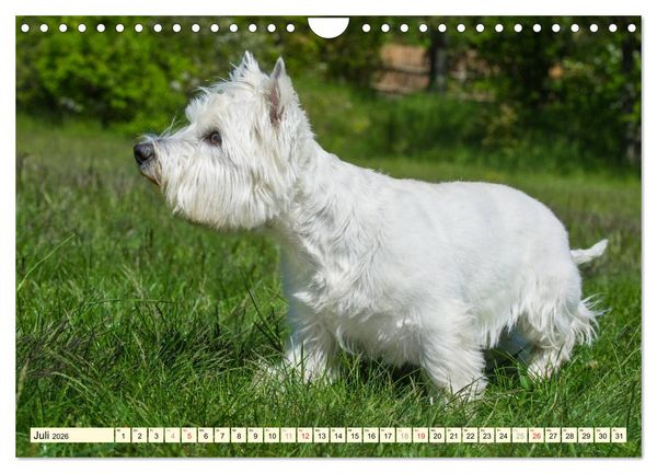 Produktbild: Kobold auf 4 Pfoten - West Highland White Terrier (Wandkalender 2026 DIN A4 quer), CALVENDO Monatskalender